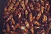 四季养生家常菜：健康美味，随季而食