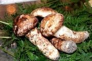 江西特色美食小吃排行：探寻赣鄱美食的魅力