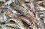 新鲜羊肉怎么做好吃：掌握这些技巧，美味从此不再遥远