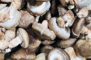 牛肾怎么做好吃：解锁独特风味的美味佳肴