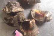 辣椒酱的家常做法：轻松自制美味调味品