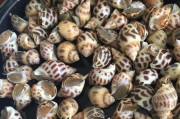土豆丝的家常做法：简单易学，美味可口