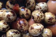 家常盘菜：温馨美食的温馨记忆