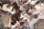 哪家鸭脖好吃：一场美食探寻之旅