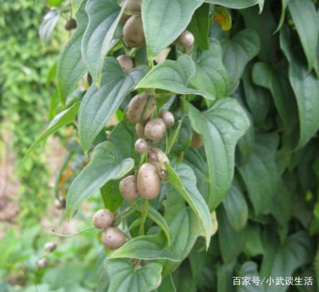 炖花鲢鱼的家常做法