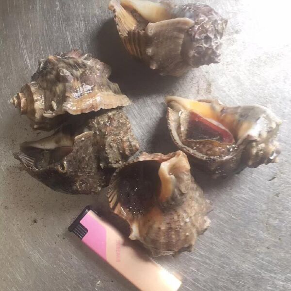 回族特色美食：探寻千年美食文化的精髓