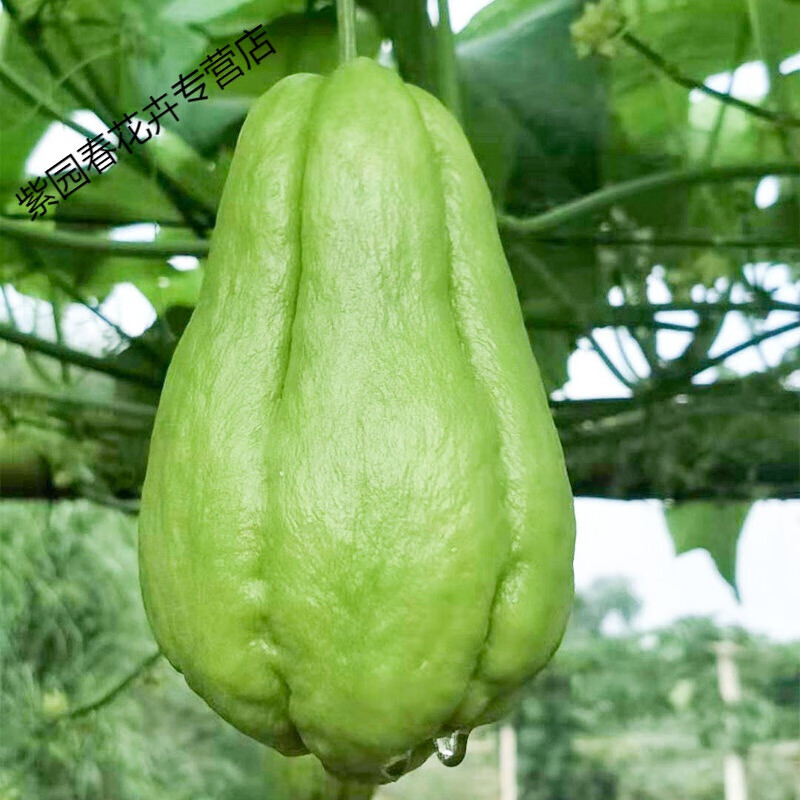 成都建设巷小吃：探寻街头美食的独特魅力
