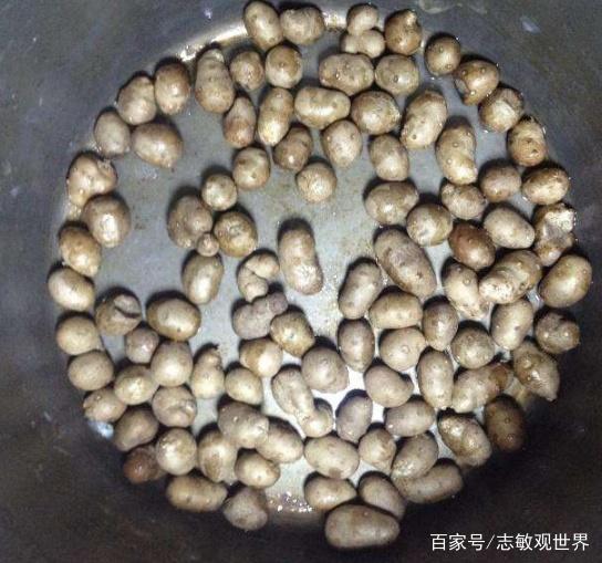馒头好吃：探寻中国传统美食的魅力